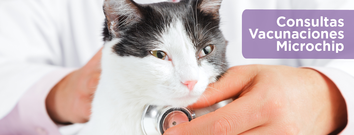 Consultas, vacunaciones y microchips