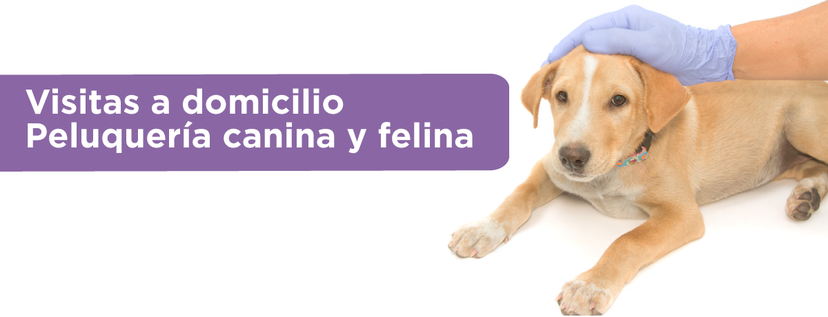 Visitas a domicilio, peluquería canina y felina